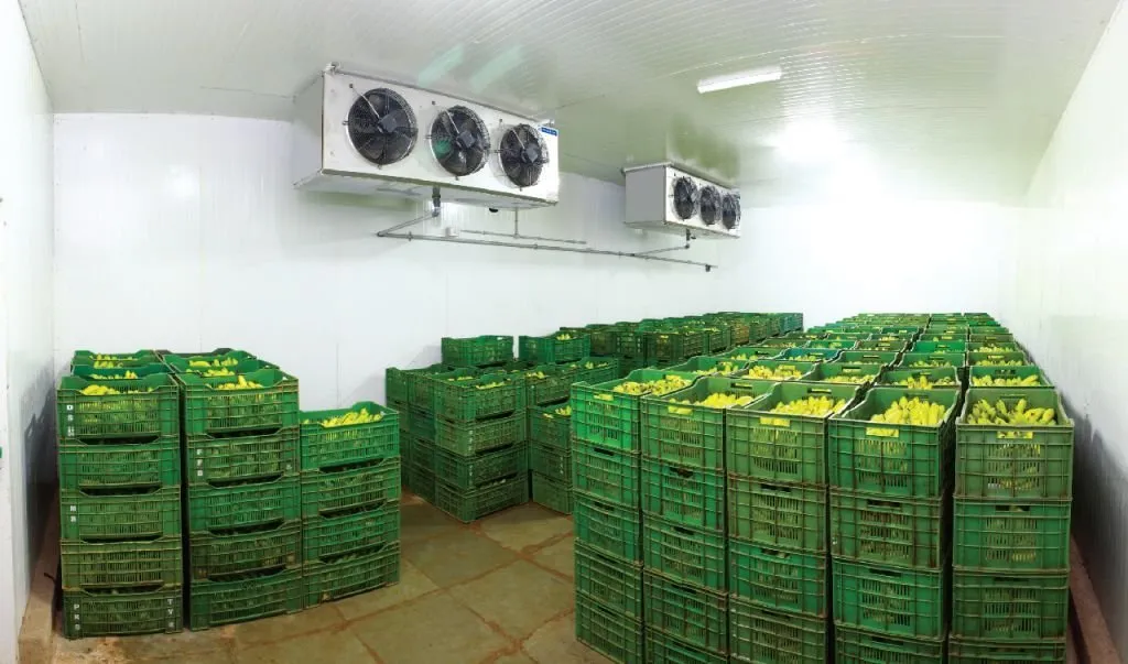 Ripening Chambers